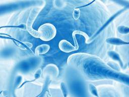 Sperm count more than halved in Western men